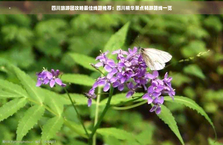 四川旅游团攻略更佳线路推荐：四川精华景点畅游路线一览