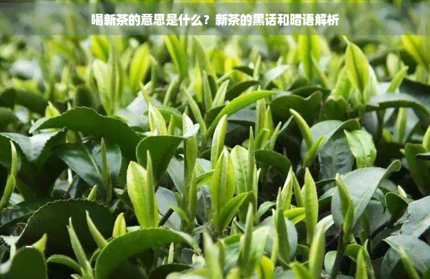 喝新茶的意思是什么？新茶的黑话和暗语解析