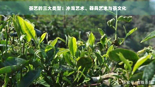 PG电子平台茶艺分为哪三大类(图6)