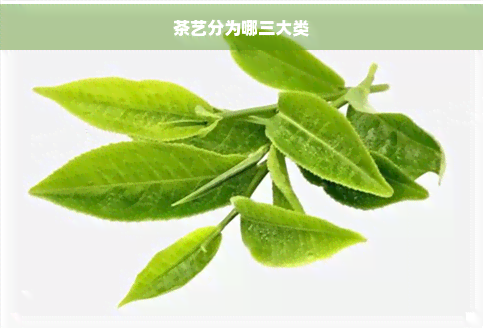 PG电子平台茶艺分为哪三大类(图1)