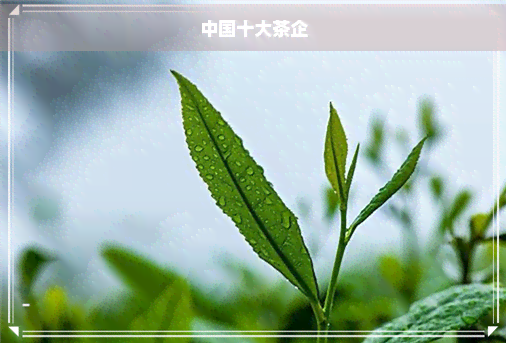 中国十大茶企泛亚电竞平台(图1)